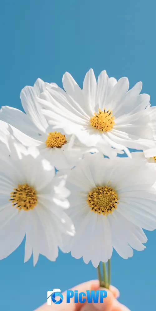 Daisy flowers Blue sky 3K Mobile Wallpaper