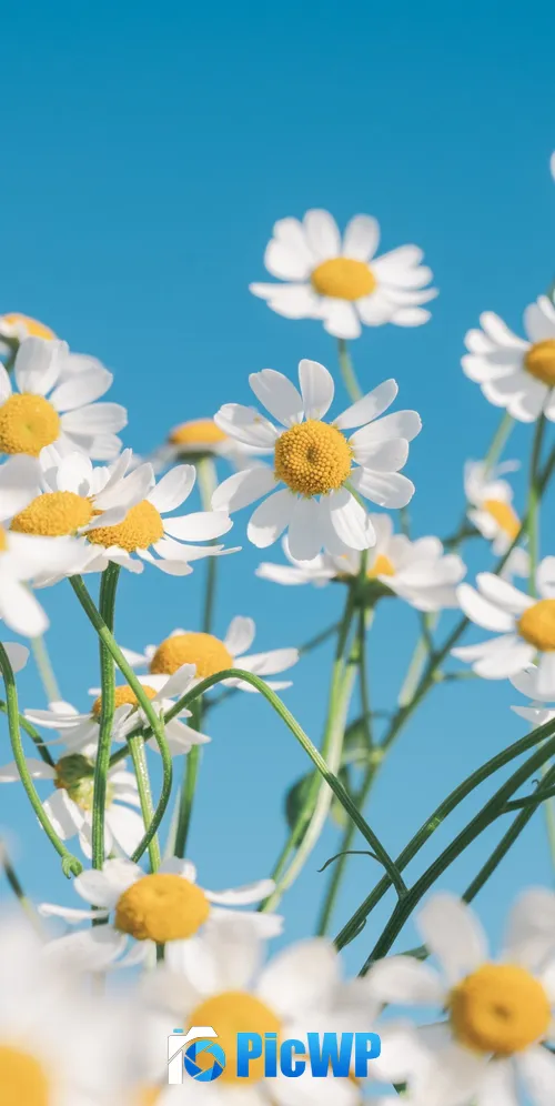Chamomile flowers Aesthetic 3K Mobile Wallpaper