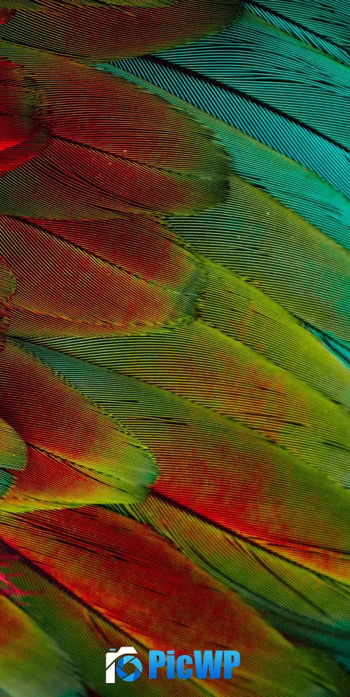 Parrot feathers Colorful 3K Mobile Wallpaper