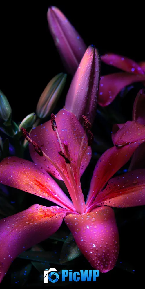 Purple lily Dark aesthetic 3K Mobile Wallpaper