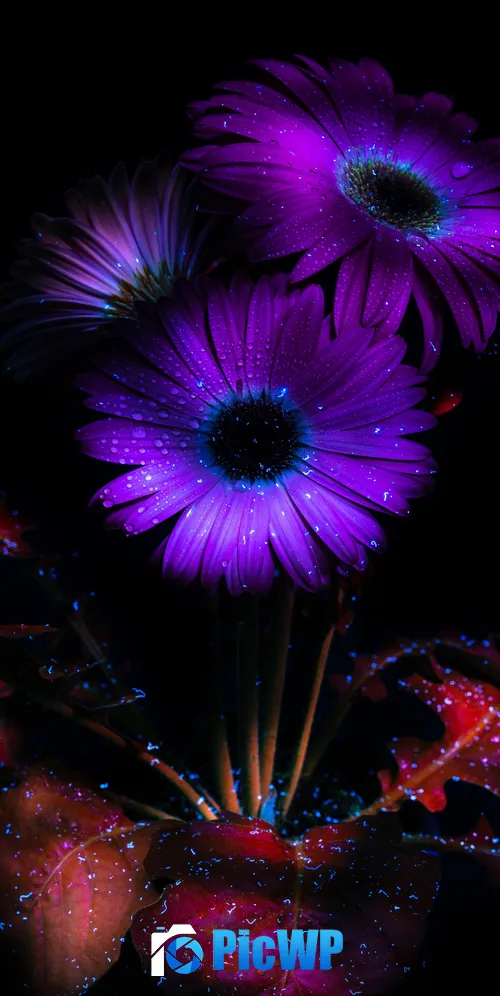 Purple Flowers Glowing 3K Mobile Wallpaper