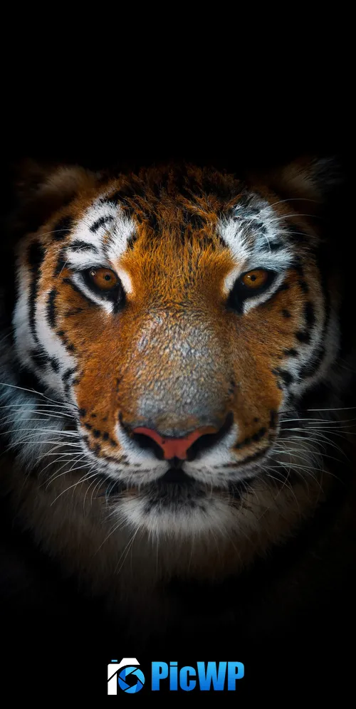 Tiger AMOLED 3K Mobile Wallpaper