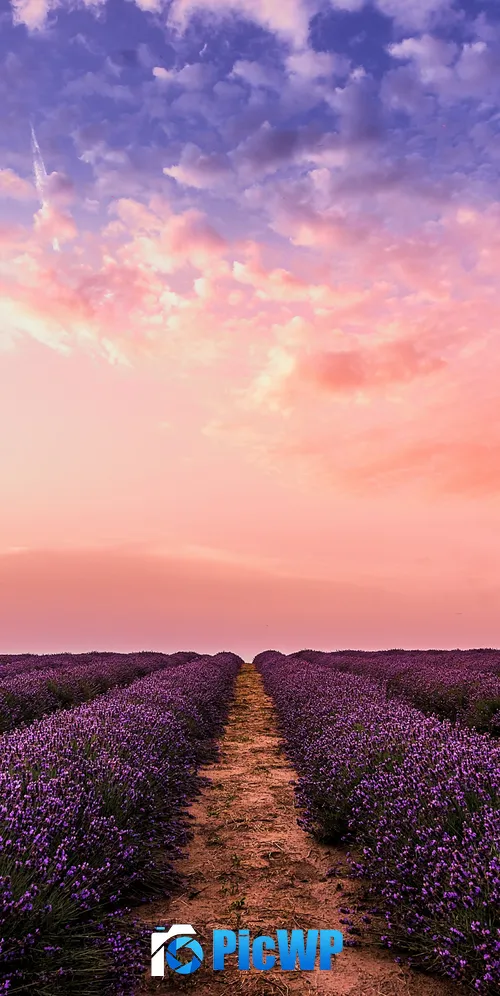Lavender farm Pink sky 3K Mobile Wallpaper