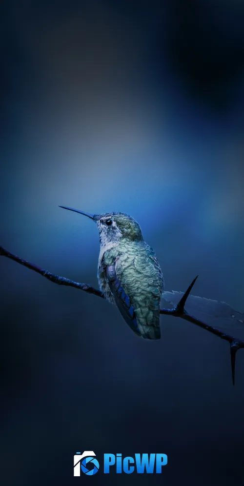 Hummingbird Branch 3K Mobile Wallpaper