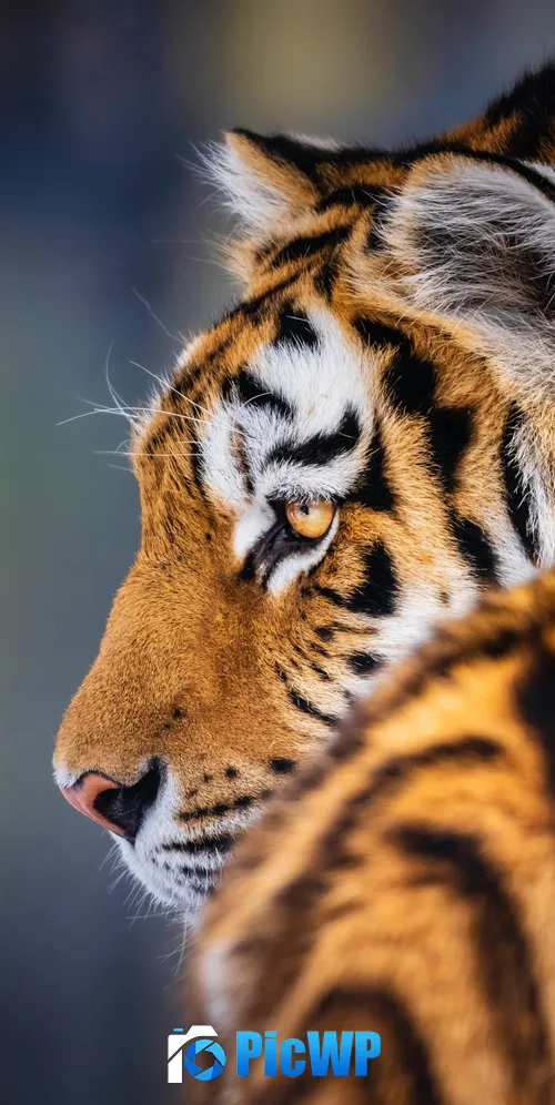 Siberian tiger 3K Mobile Wallpaper