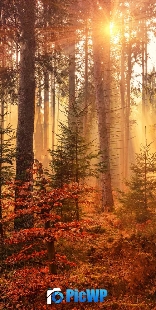 Fall Sunlight 3K Mobile Wallpaper