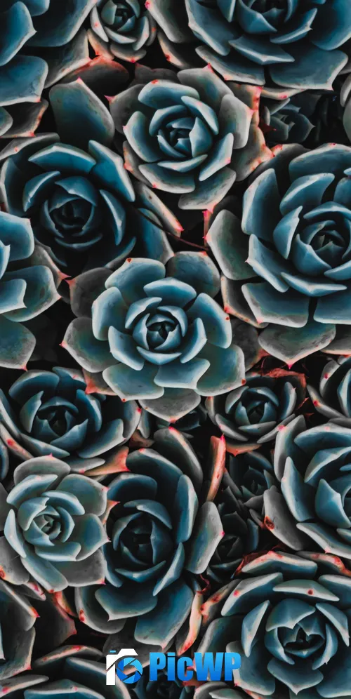 Teal flowers Echeveria 3K Mobile Wallpaper