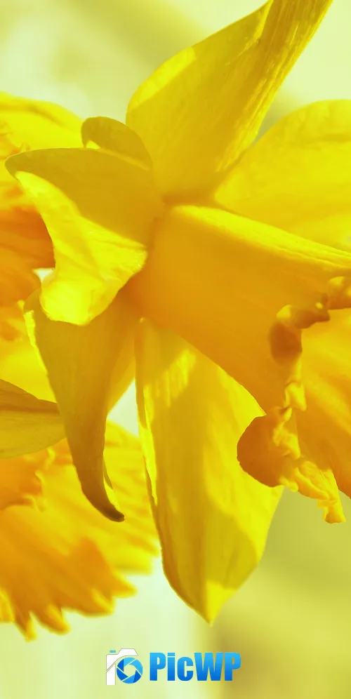 Daffodils Yellow flowers 3K Mobile Wallpaper