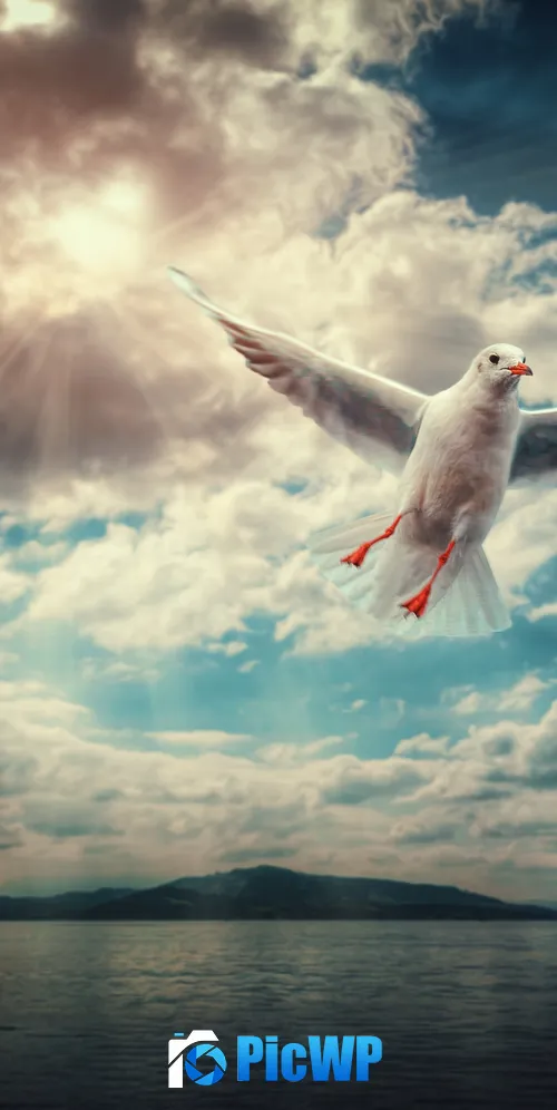 Seagull Sunlight 3K Mobile Wallpaper