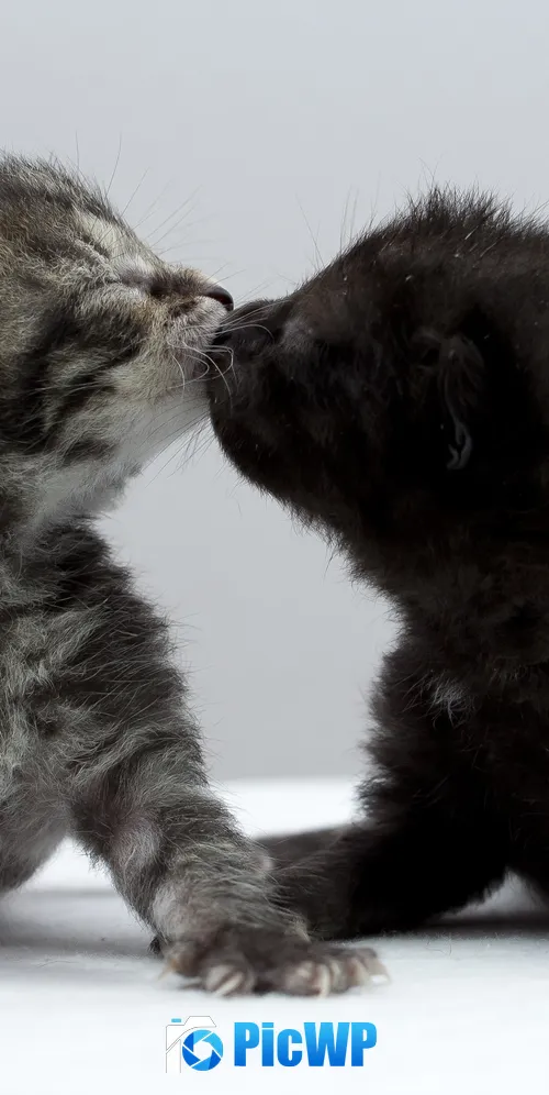 Playing Kittens 3K Mobile Wallpaper