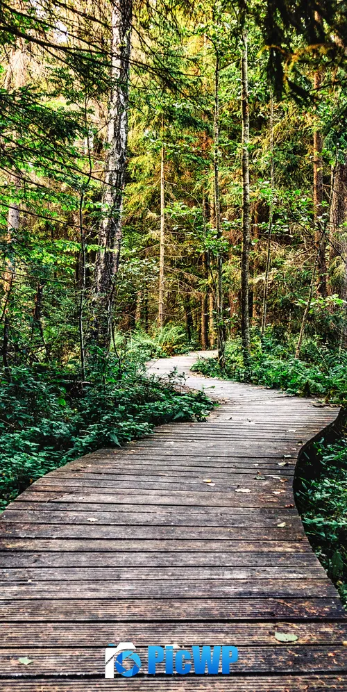 Forest Pathway 3K Mobile Wallpaper