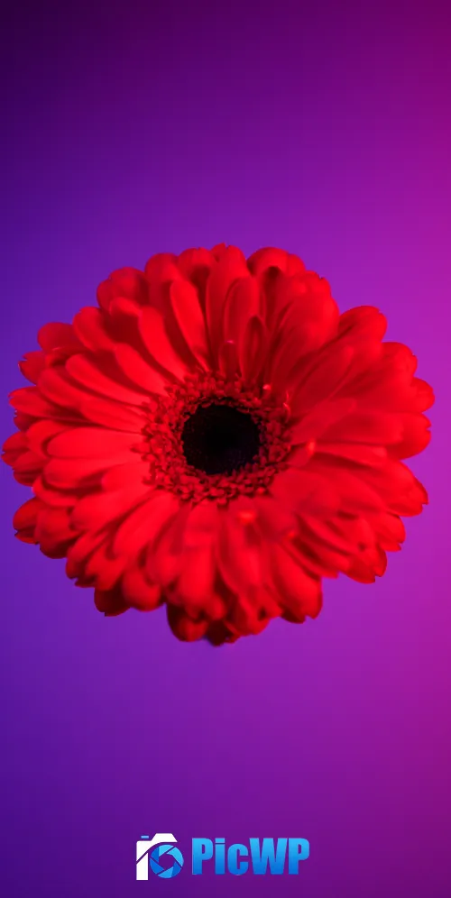Red Gerbera Daisy Gerbera flower 3K Mobile Wallpaper