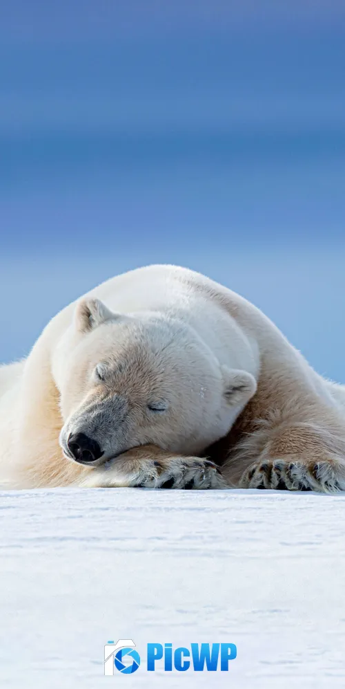 Polar bear Arctic 3K Mobile Wallpaper