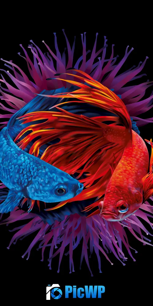 Betta fishes Siamese fighting fish 3K Mobile Wallpaper