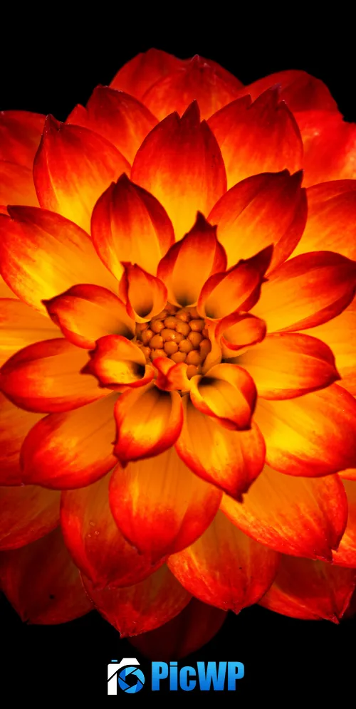 Dahlia flower Orange dahlia 3K Mobile Wallpaper