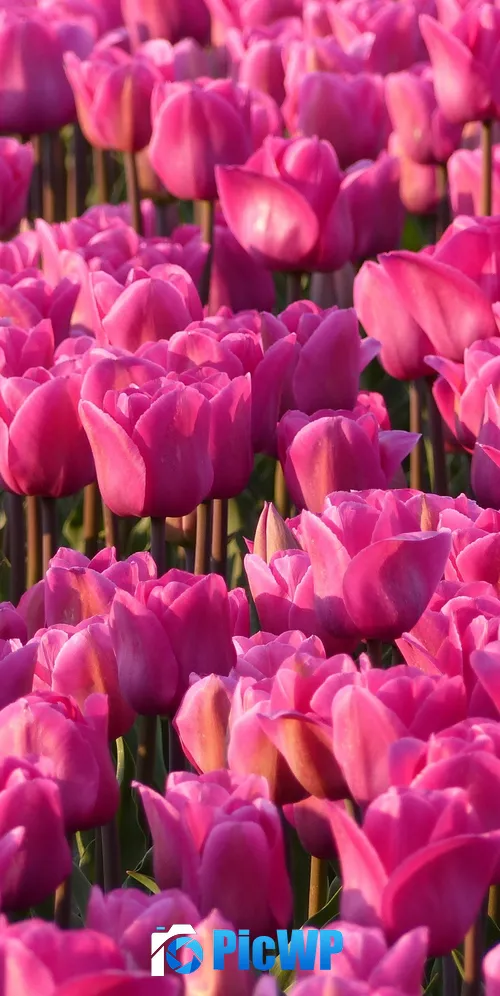 Pink Tulips Tulip flowers 3K Mobile Wallpaper