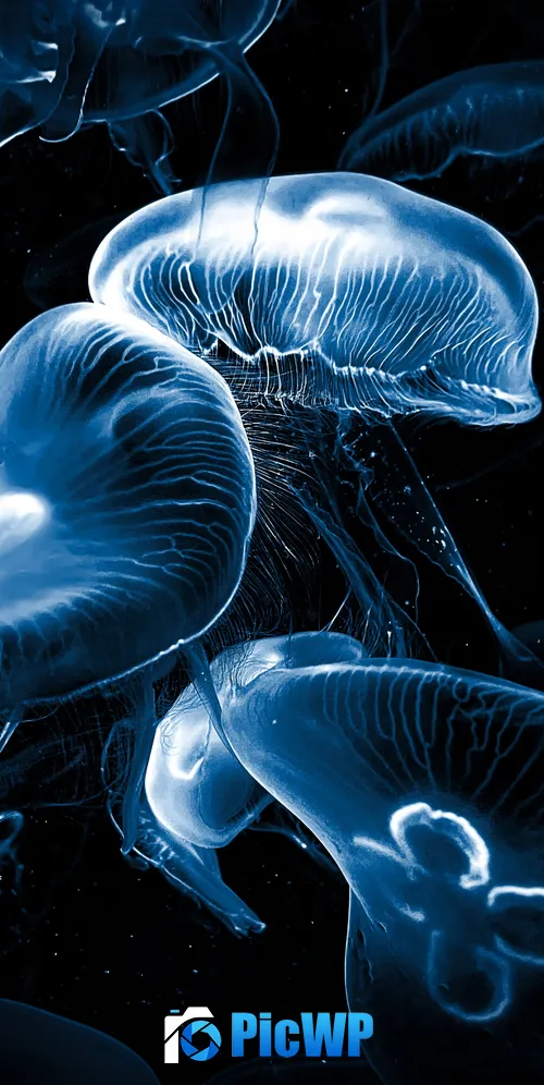 Jellyfishes AMOLED 3K Mobile Wallpaper