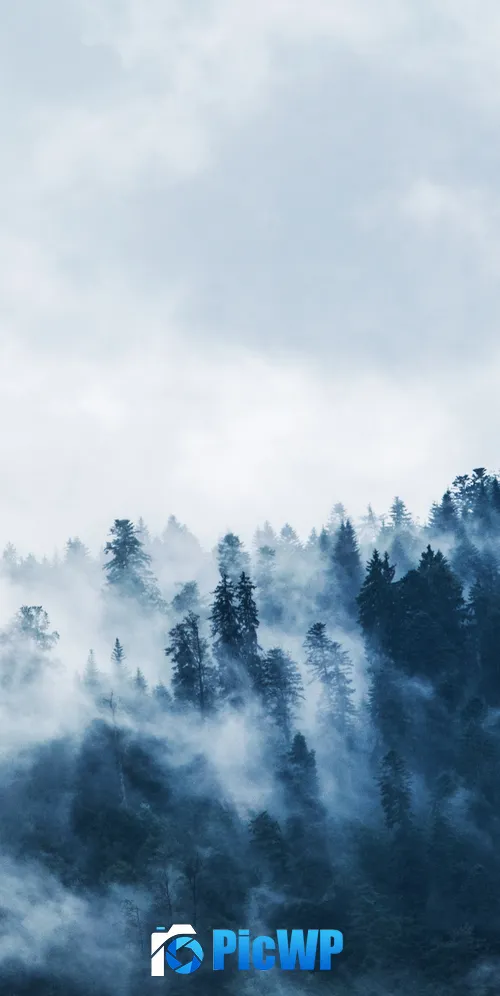 Foggy Pine trees 3K Mobile Wallpaper
