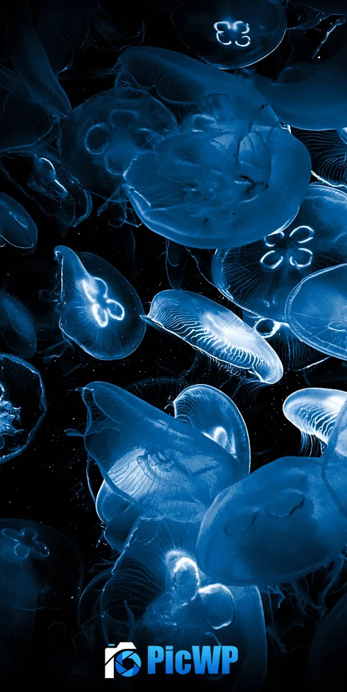 Jellyfishes Deep Sea 3K Mobile Wallpaper