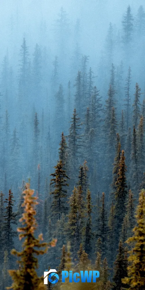 Foggy forest Pine trees 3K Mobile Wallpaper