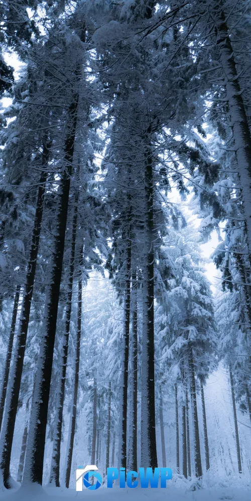 Winter forest Cold night 3K Mobile Wallpaper