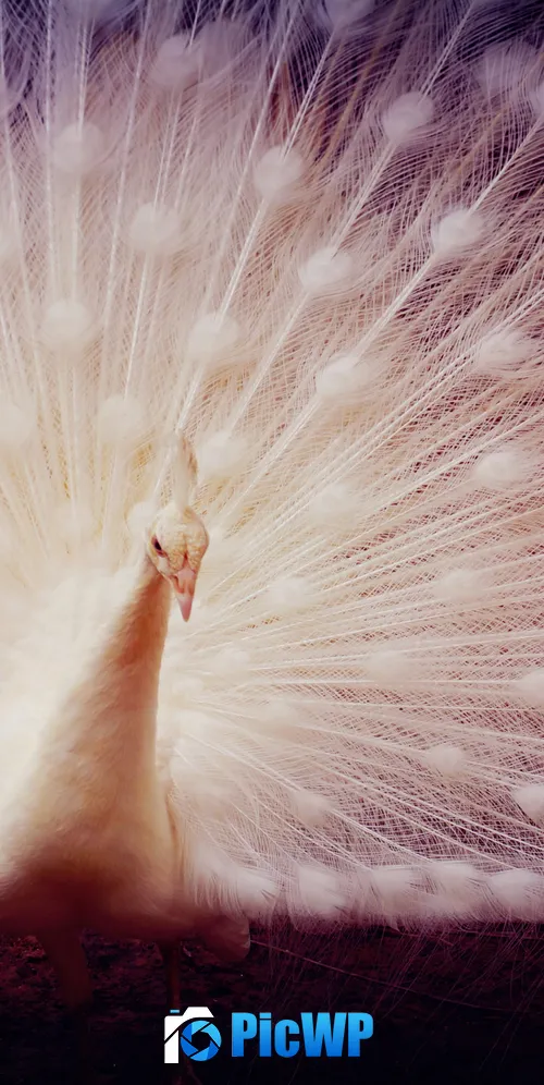 White peacock Girly backgrounds 3K Mobile Wallpaper