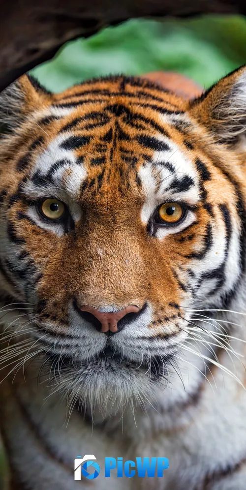Amur tiger Closeup 3K Mobile Wallpaper