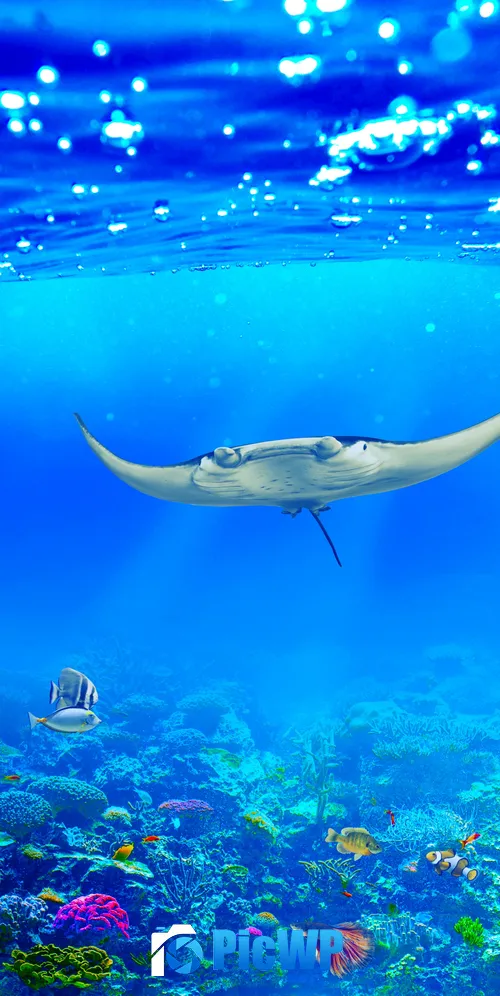Manta ray Underwater 3K Mobile Wallpaper