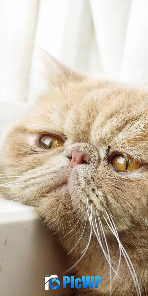 Exotic Shorthair Breed cat 3K Mobile Wallpaper