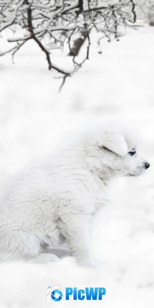 Cute dog Cute Cat 3K Mobile Wallpaper
