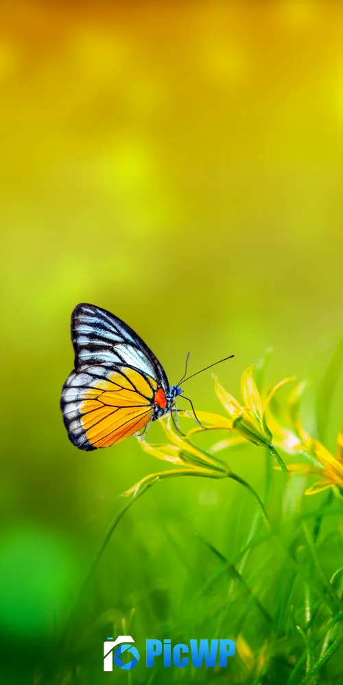 Butterfly Spring 3K Mobile Wallpaper