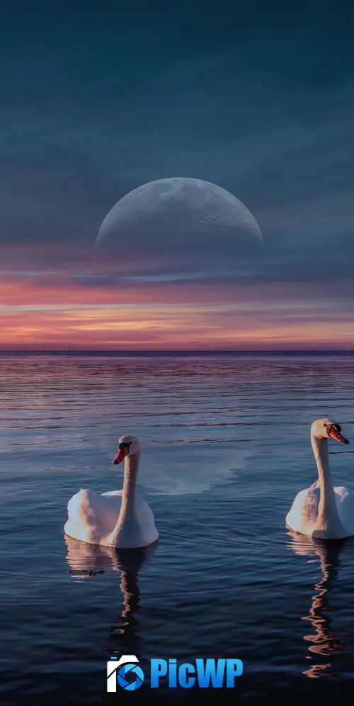 Swans Lake 3K Mobile Wallpaper