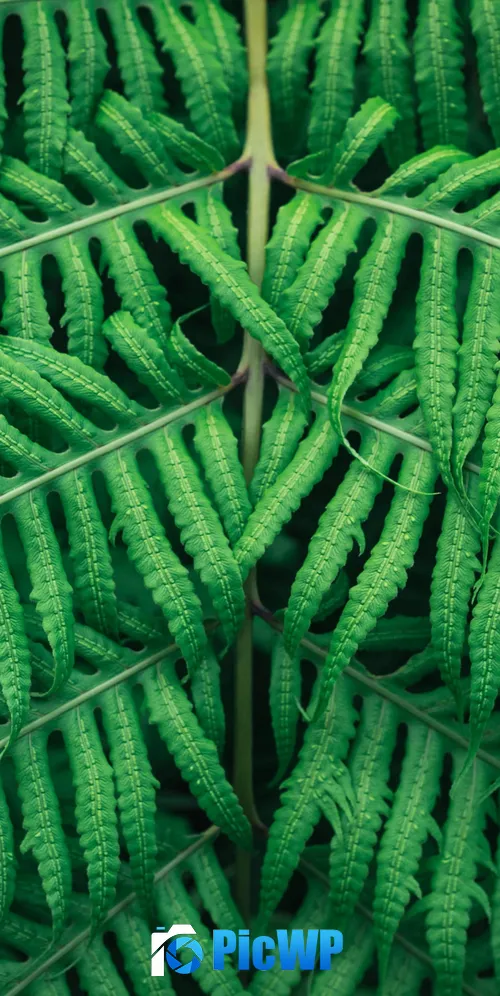 Fern plant Green leaves 3K Mobile Wallpaper