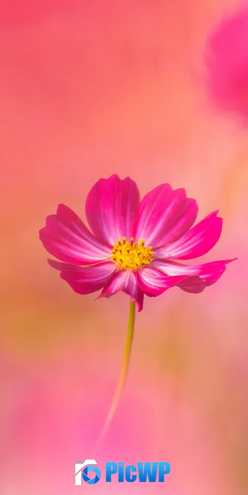 Cosmos flowers Pink flower 3K Mobile Wallpaper