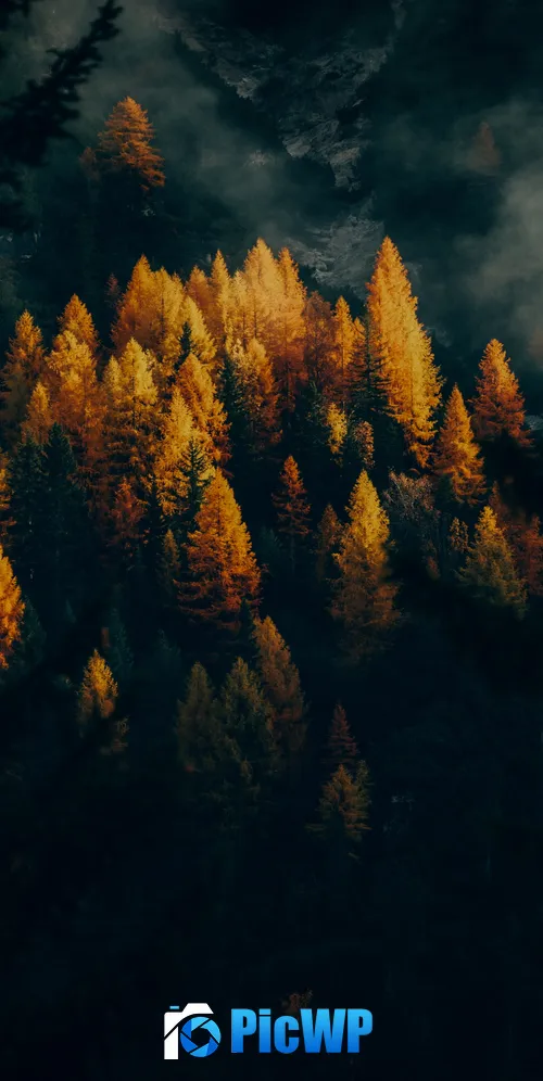 Golden larches Fall 3K Mobile Wallpaper