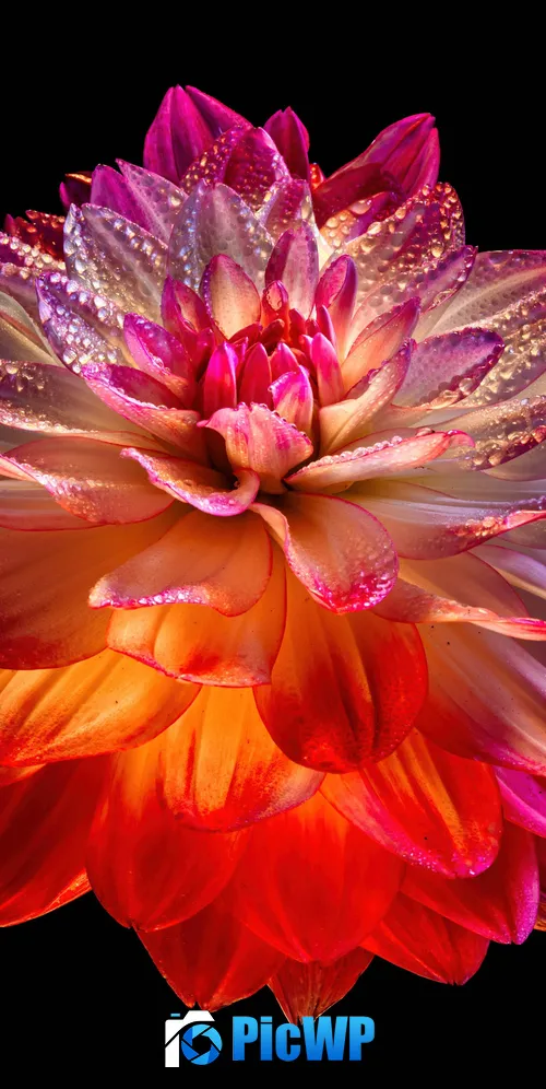 Dahlia flower Colorful flower 3K Mobile Wallpaper