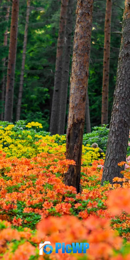 Azalea plants Haaga Rhododendron Park 3K Mobile Wallpaper