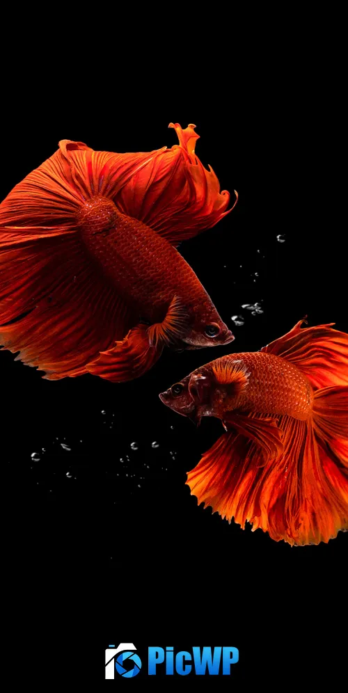 Fishes Aquarium 3K Mobile Wallpaper