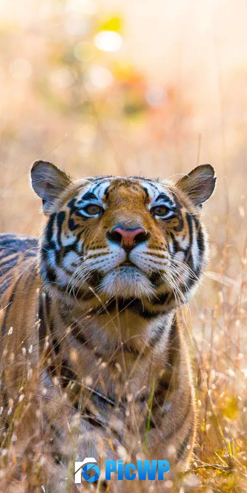 Wild Tiger Kanha National Park 3K Mobile Wallpaper