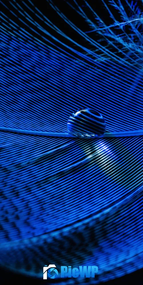 Blue Feather Macro 3K Mobile Wallpaper