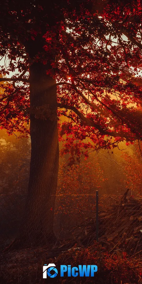 Autumn Trees 3K Mobile Wallpaper