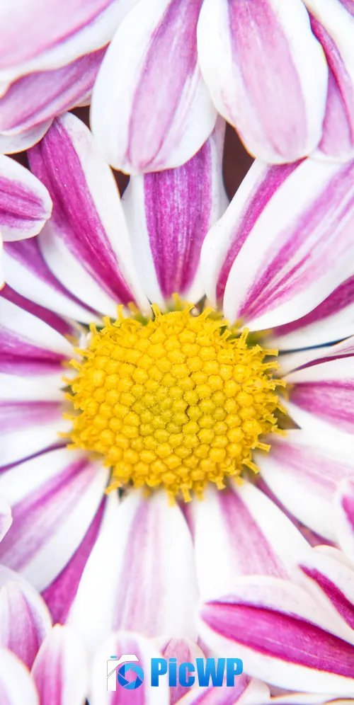 Chrysanthemum flowers Pink flowers 3K Mobile Wallpaper