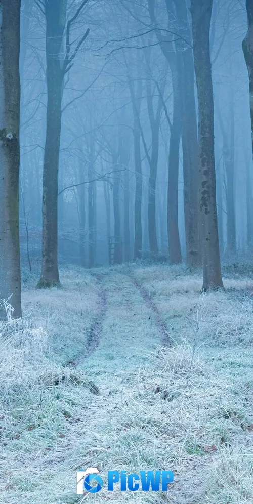Snow covered Winter Forest Landscape 3K Mobile Wallpaper