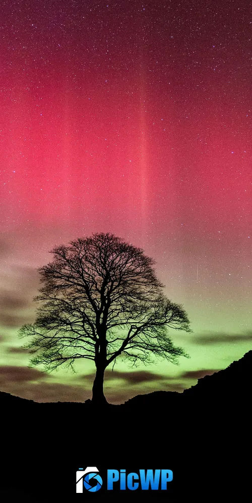Sycamore Gap Tree Aurora sky 3K Mobile Wallpaper