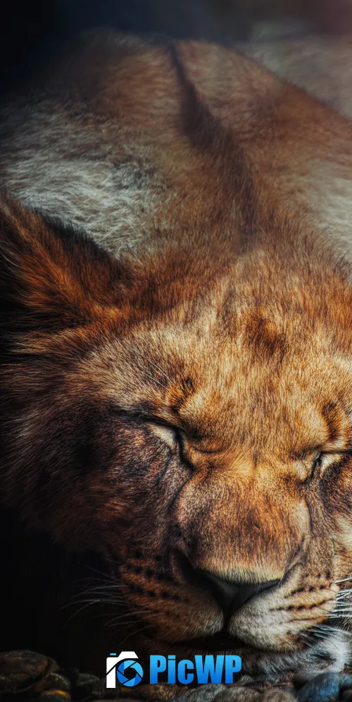 Sleeping Lion Big cat 3K Mobile Wallpaper