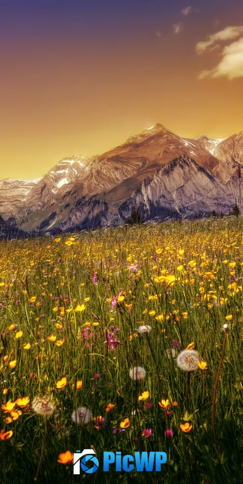 Buttercup field Yellow flower 3K Mobile Wallpaper