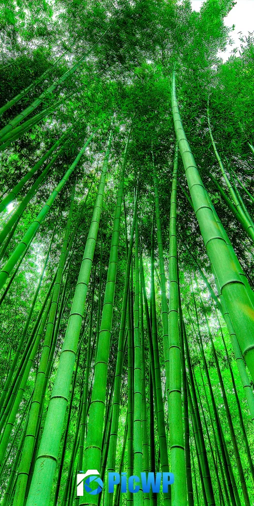 Bamboo Grove Green background 3K Mobile Wallpaper