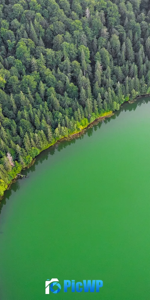 Green Lake Green Trees 3K Mobile Wallpaper