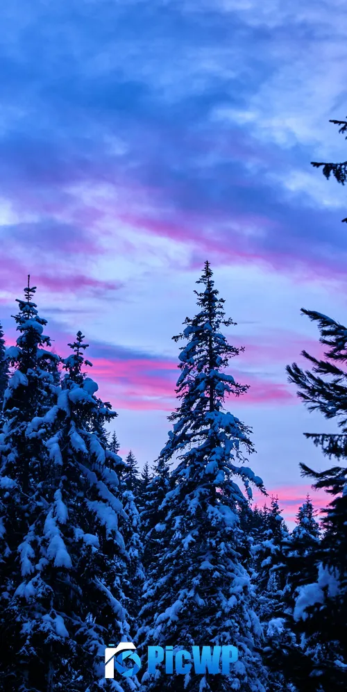 Snow covered Pine trees 3K Mobile Wallpaper