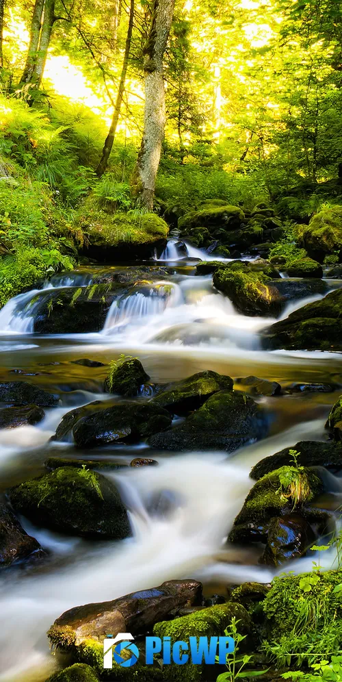 Black Forest Tropical forest 3K Mobile Wallpaper